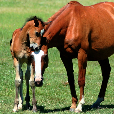 Dam with foal