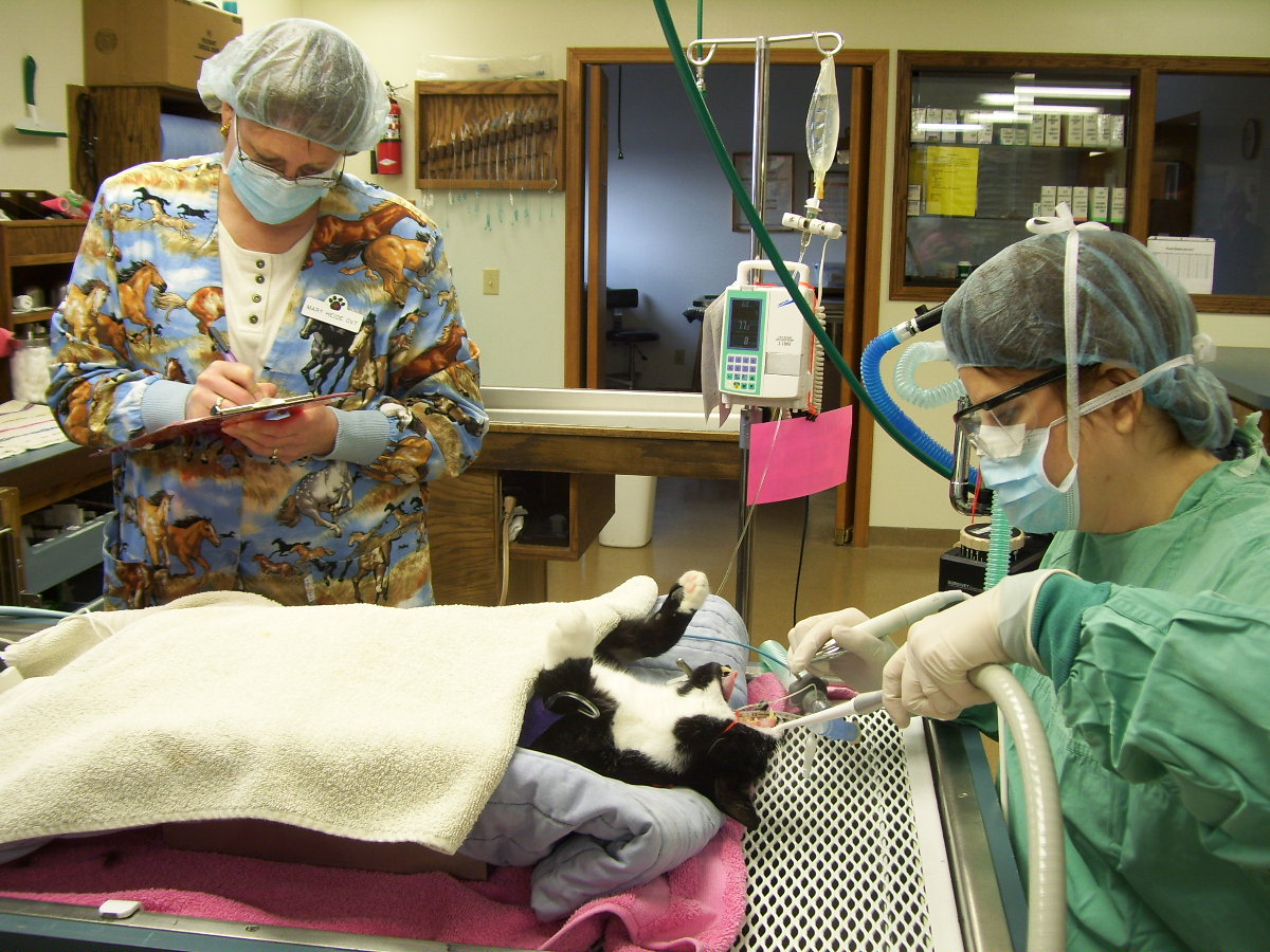 2 Techs performing dental on a cat