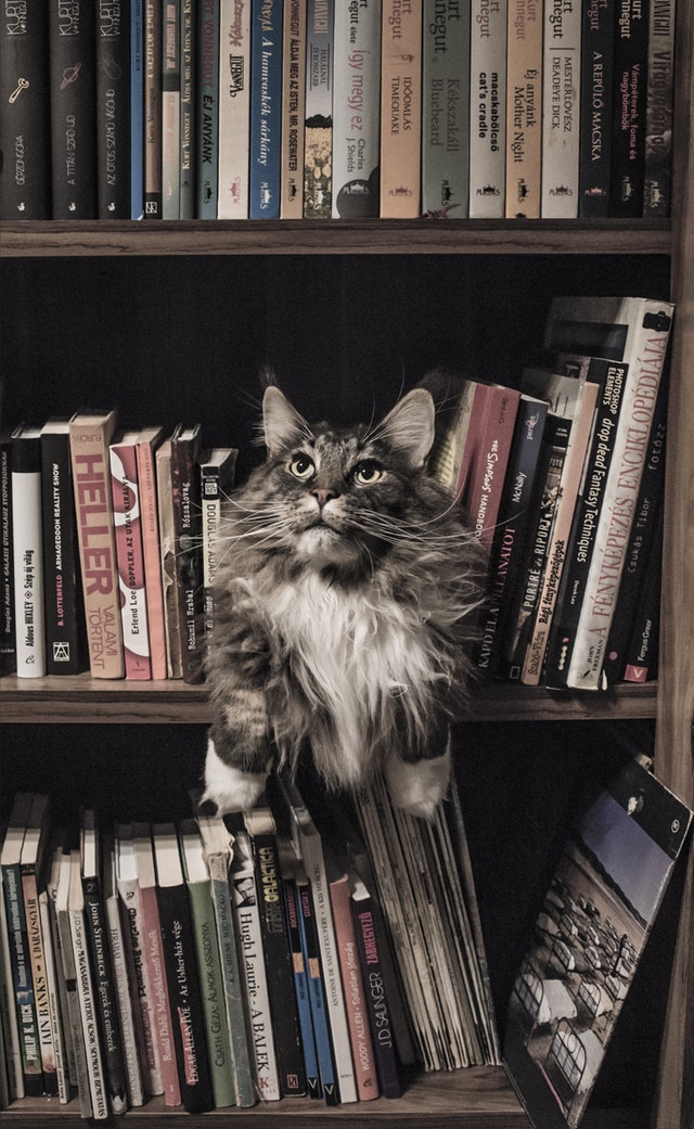 Cat in bookshelf
